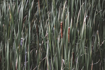 Marsh Cat Tail Plants Marsh Cat Tail Plants