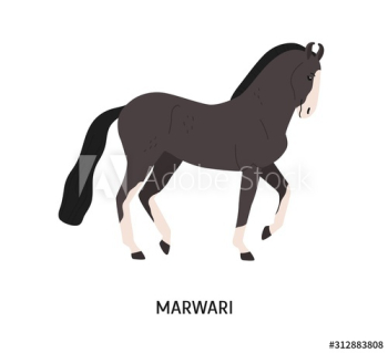 Marwari breed horse flat vector illustration