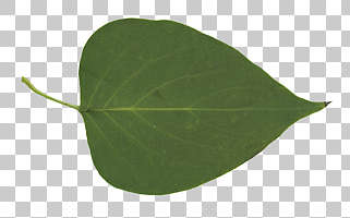 Masked Leaf Texture: Background Images & Pictures Masked Leaf Texture: Background Images & Pictures