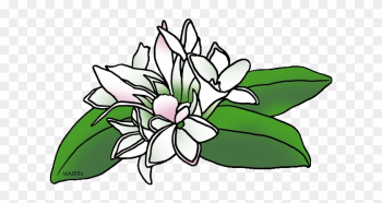 Massachusetts State Flower - Phillip Martin Clipart Flower Massachusetts State Flower - Phillip Martin Clipart Flower