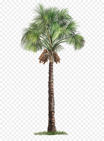 Mauritia flexuosa Arecaceae Tree - Palm tree Mauritia flexuosa Arecaceae Tree - Palm tree