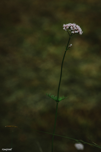 Meadow flower | Free public domain photo - 444801 Meadow flower | Free public domain photo - 444801