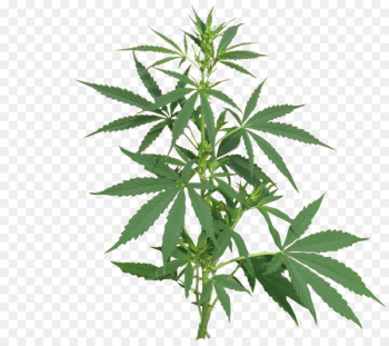 Medical cannabis Cannabis sativa Cannabis cultivation Legality of cannabis - cannabis 