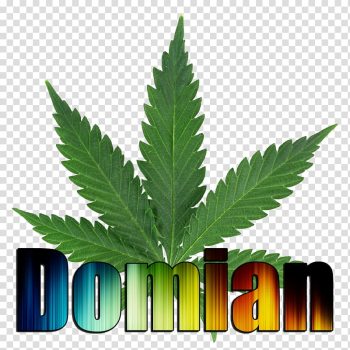 Medical cannabis Cannabis smoking Cannabis cultivation, cannabis transparent background PNG clipart