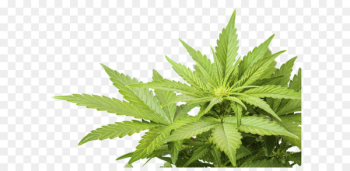 Medical cannabis Cannabis smoking Marijuana Cannabis sativa - Cannabis PNG 