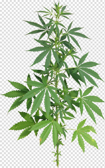 Medical cannabis Hemp Drug, skunk transparent background PNG clipart