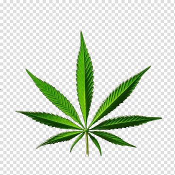 Medical cannabis Hemp, eucalyptus transparent background PNG clipart