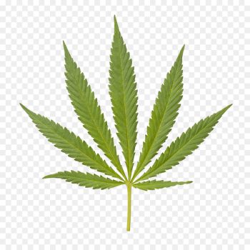 Medical cannabis Hemp Tetrahydrocannabinol - Marijuana closeup 