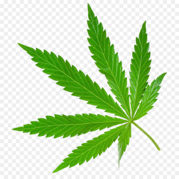 Medical cannabis Legality of cannabis Cannabis smoking Medical marijuana card - A piece of marijuana leaves 