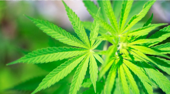 Medical cannabis Legality of cannabis Legalization Cannabis smoking, cannabis transparent background PNG clipart