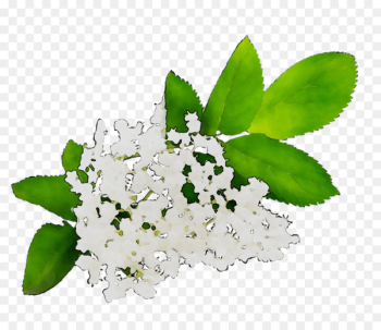 Medicinal plants Flowering plant Floral design - Medicinal plants Flowering plant Floral design -