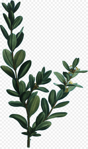 Medicinal plants Herb Medicine Shrub - sprig button Medicinal plants Herb Medicine Shrub - sprig button