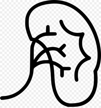 Medicine Health Care Urology Kidney - health Medicine Health Care Urology Kidney - health
