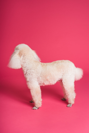 Medium-coat Beige Dog Medium-coat Beige Dog
