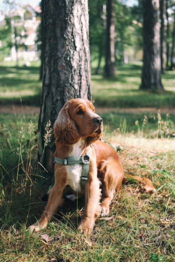 Medium-coated Brown Dog Sitting Beside Tree Medium-coated Brown Dog Sitting Beside Tree