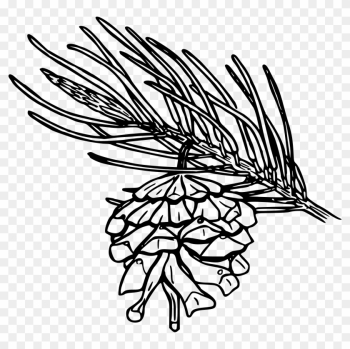 Medium Image - Pine Leaf Coloring Pages