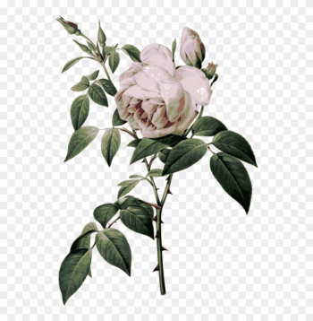 Medium Image - Redoute Roses