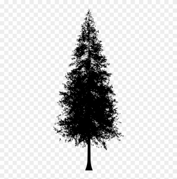 Medium Image - Redwood Tree Silhouette Vector