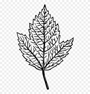 Medium Image - Transparent Leaf Line Drawing Png