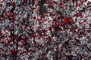 Medium Wide Shot Of Baby Pink Blossoms Amidst Scarlet Leaves