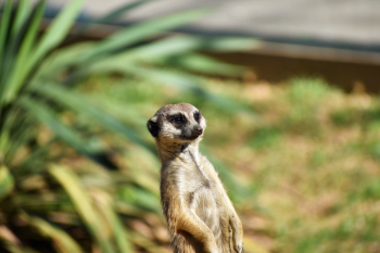 Meerkat Meerkat