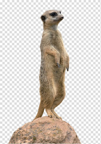 Meerkat Animal Mongoose , others transparent background PNG clipart Meerkat Animal Mongoose , others transparent background PNG clipart
