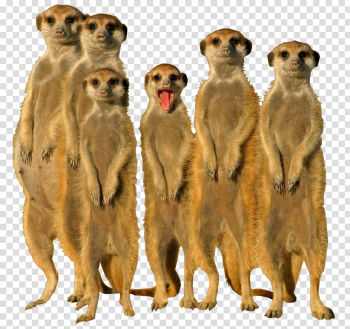 Meerkat PNG by arisaxkureno on DeviantArt Meerkat PNG by arisaxkureno on DeviantArt