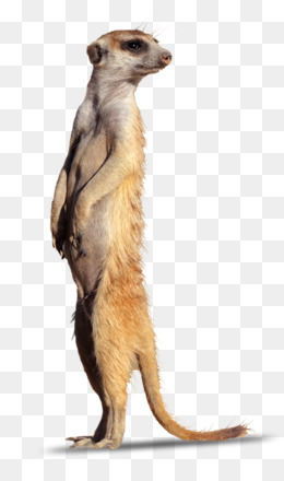 Meerkat PNG - Meerkat Family, Baby Meerkat. Meerkat PNG - Meerkat Family, Baby Meerkat.