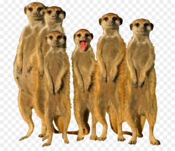Meerkat Squirrel Animal Tiger Wildlife - wild animals Meerkat Squirrel Animal Tiger Wildlife - wild animals