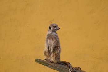 Meerkat standing on edge of the wood Meerkat standing on edge of the wood