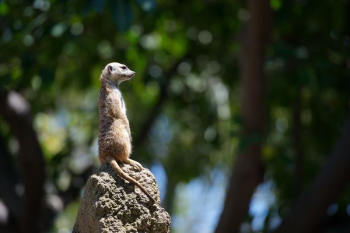 meerkat standing on gray stone selective focus photography meerkat standing on gray stone selective focus photography