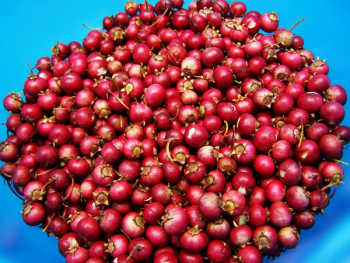Melodi_cranberries_in_bowl.jpg
