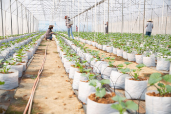Melons plantation with workers Free Photo Melons plantation with workers Free Photo