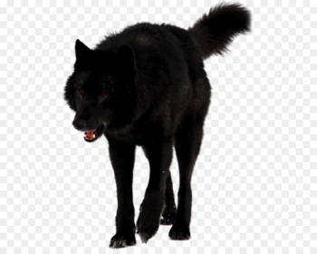 Mendenhall Glacier Dog Black wolf Romeo Alexander Archipelago wolf ...