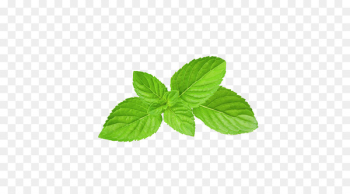 Mentha spicata Apple Mint Peppermint Menthol Food - Green mint leaves 