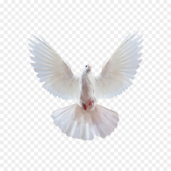 Merida Ariel Snow White Columbidae Cinderella - Flying Pigeon Creative,White Pigeon 