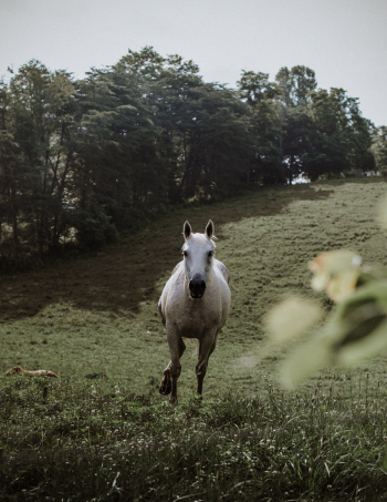 Met a new friend in the middle of the trip to Tennessee Met a new friend in the middle of the trip to Tennessee
