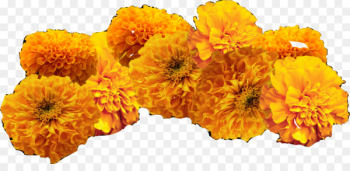 Mexican marigold Day of the Dead Clip art Image Ofrenda - avenge background 