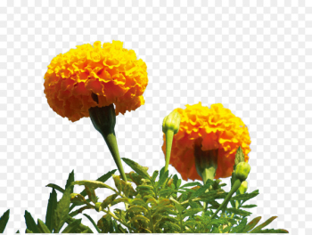 Mexican marigold Flower - Yellow Marigold Flower Mexican marigold Flower - Yellow Marigold Flower