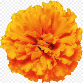 Mexican Marigold, Glebionis Segetum, Pot Marigold, English Marigold, Tagetes PNG
