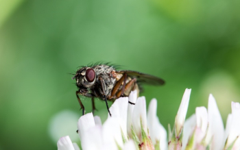 Micro Photography of Fly on White Flower