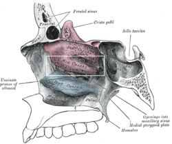 Middle nasal concha - Wikipedia Middle nasal concha - Wikipedia