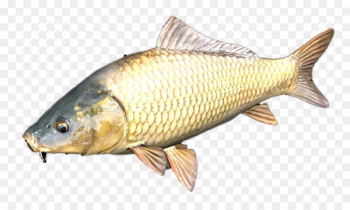 Milkfish Common carp Herring - fish Milkfish Common carp Herring - fish
