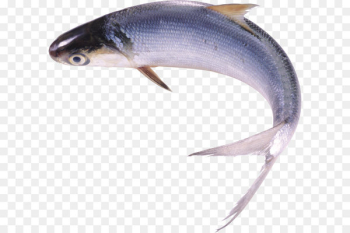 Milkfish Food Freshwater fish - Fish PNG Milkfish Food Freshwater fish - Fish PNG