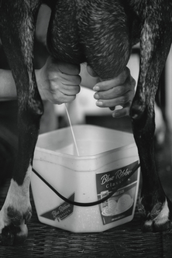 Milking Cow Milking Cow