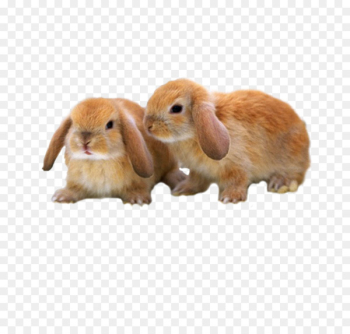 Mini Lop Mini Rex Holland Lop Netherland Dwarf rabbit Rex rabbit - Cute brown bunny 