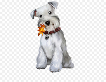 Miniature Schnauzer Standard Schnauzer Puppy Maltese dog - puppy 