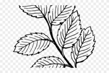 Mint Clipart Black And White - Leaf Black And White Mint Clipart Black And White - Leaf Black And White
