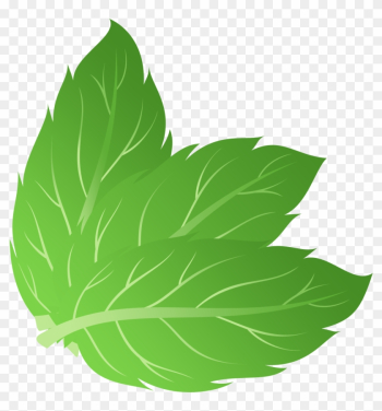 Mint Drawing Mi - Mint Leaf Vector Png