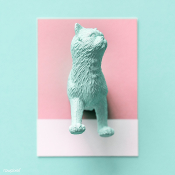 Mint green cat | Free stock photo - 412735 Mint green cat | Free stock photo - 412735